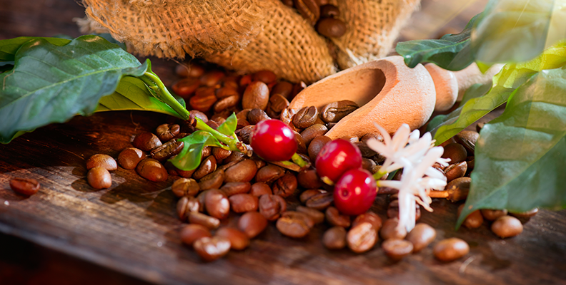 cómo se cultiva el café la bastilla